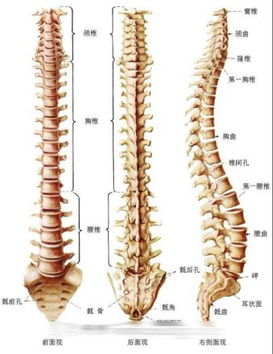 尖锐湿疣的的症状有哪些
